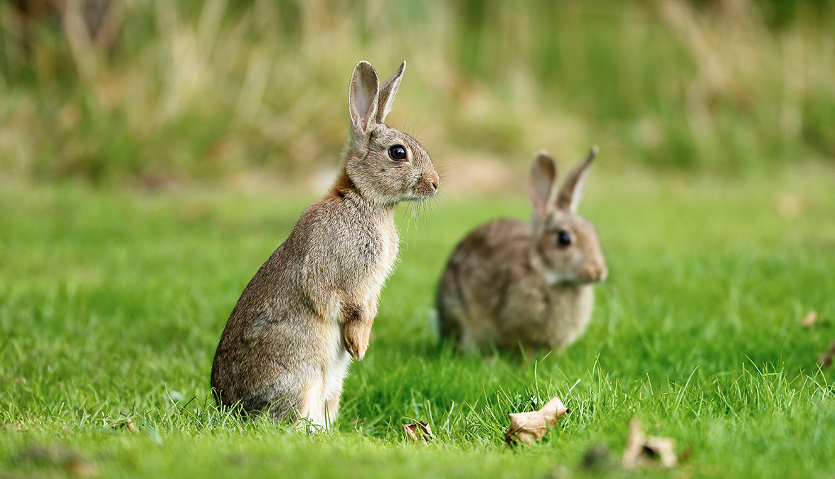 Les lapins parisiens ne sont plus considérés comme nuisibles ! Animaux passion LAPIN 02 Les lapins parisiens ne sont plus considérés comme nuisibles !