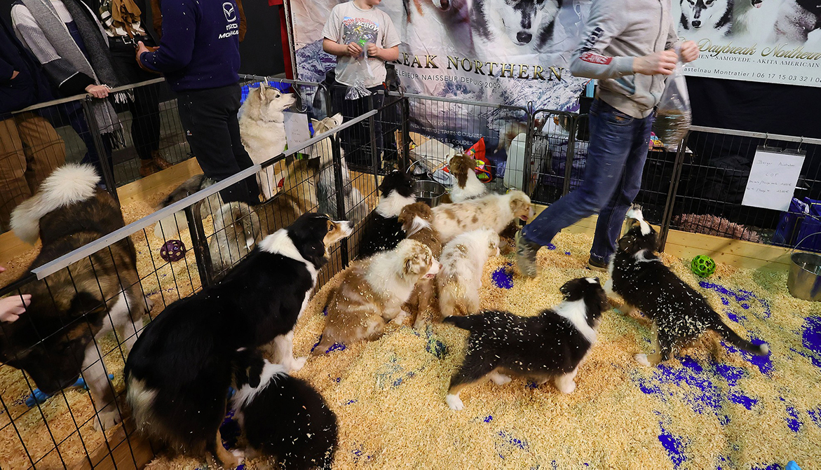 Salons du chiot et du chaton la Fondation 30 Millions d’Amis demande