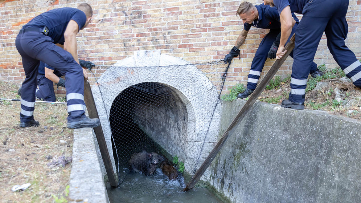 Des sangliers sauvés par les pompiers Animaux passion Marins pompiers de marseille 02 Des sangliers sauvés par les pompiers
