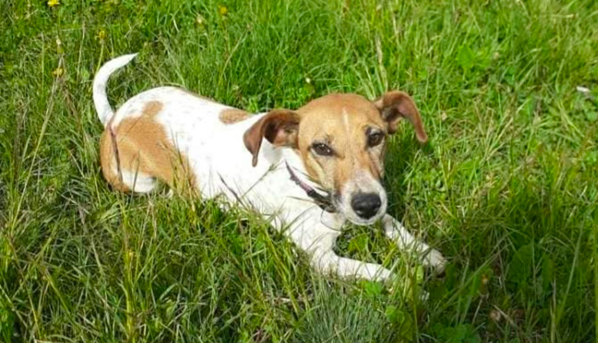 Un chien blessé par un collier électrique Animaux passion Milka 02 Un chien blessé par un collier électrique