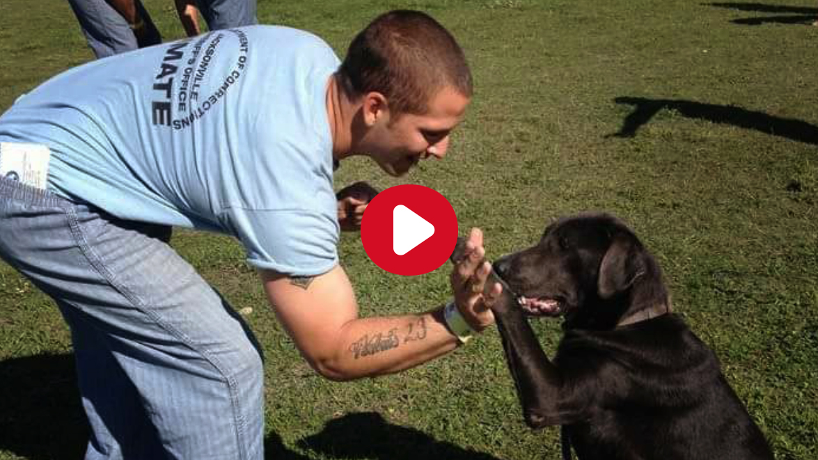 Des Hommes Et Des Chiens En Quete De Liberte Fondation 30 Millions D Amis