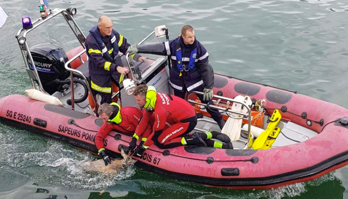 Un chevreuil échappe à la noyade grâce aux sapeurs-pompiers ! Animaux passion Resized 20220504 184914 02 Un chevreuil échappe à la noyade grâce aux sapeurs-pompiers !
