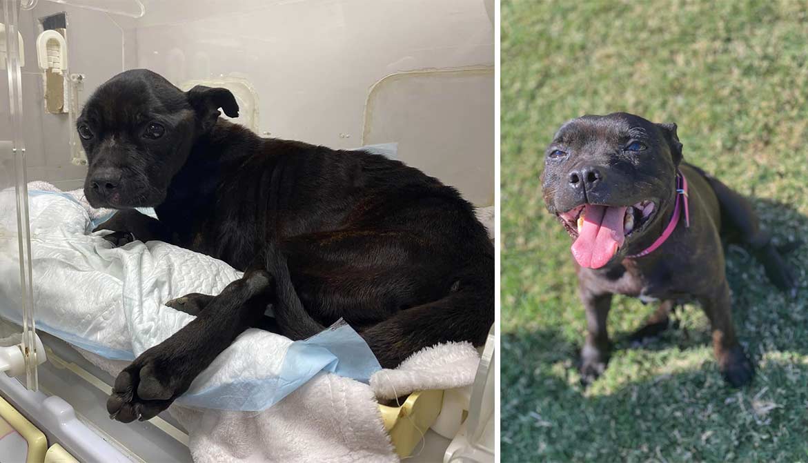 Cette chienne laissée pour morte est une « miraculée » Animaux passion Sans titre 1 22 Cette chienne laissée pour morte est une « miraculée »