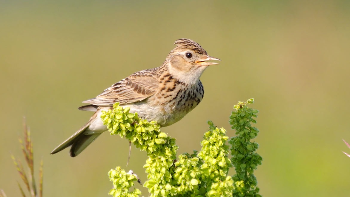 Chasses traditionnelles à l'alouette les nouvelles autorisations