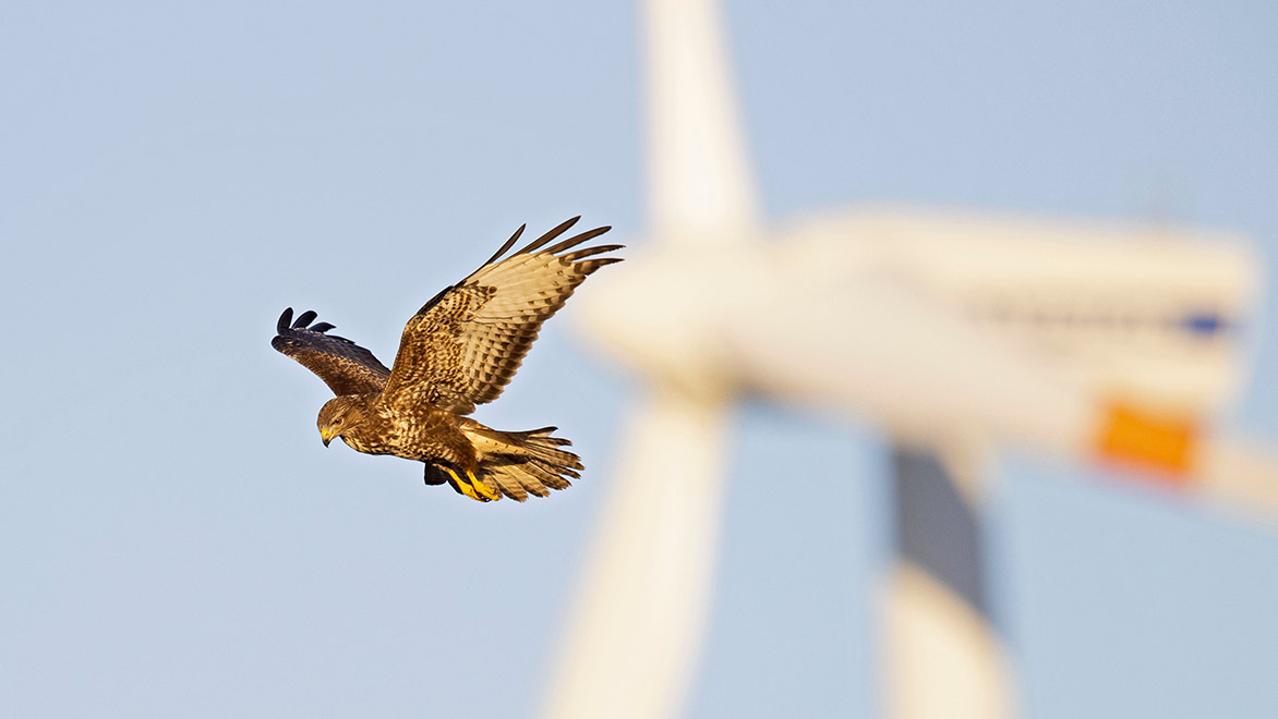 La justice condamne EDF & des exploitants d’éoliennes pour la mort de rapaces protégés Animaux passion buse 02 La justice condamne EDF & des exploitants d’éoliennes pour la mort de rapaces protégés