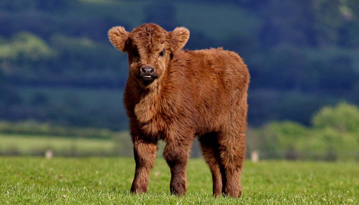 Après de nombreux équidés, un veau retrouvé mutilé ! - Fondation 30