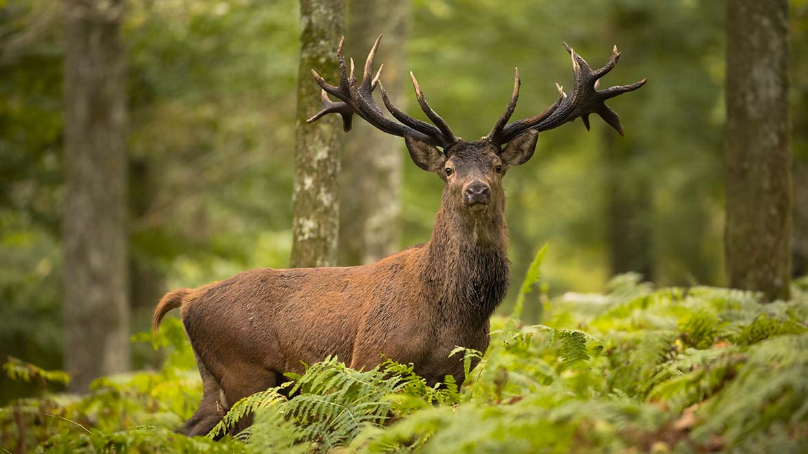 Un cerf abattu en dehors de la période de chasse Animaux passion cerf 7 02 Un cerf abattu en dehors de la période de chasse