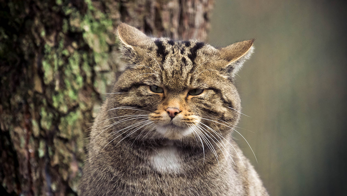 Plus De Chat Sauvage Suisse Dans Deux Ou Trois Siecles Fondation 30 Millions D Amis
