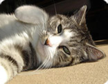 chat au soleil