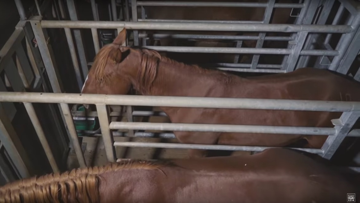 Scandale de l’abattoir d’Equevillon : la Fondation 30 Millions d’Amis ...