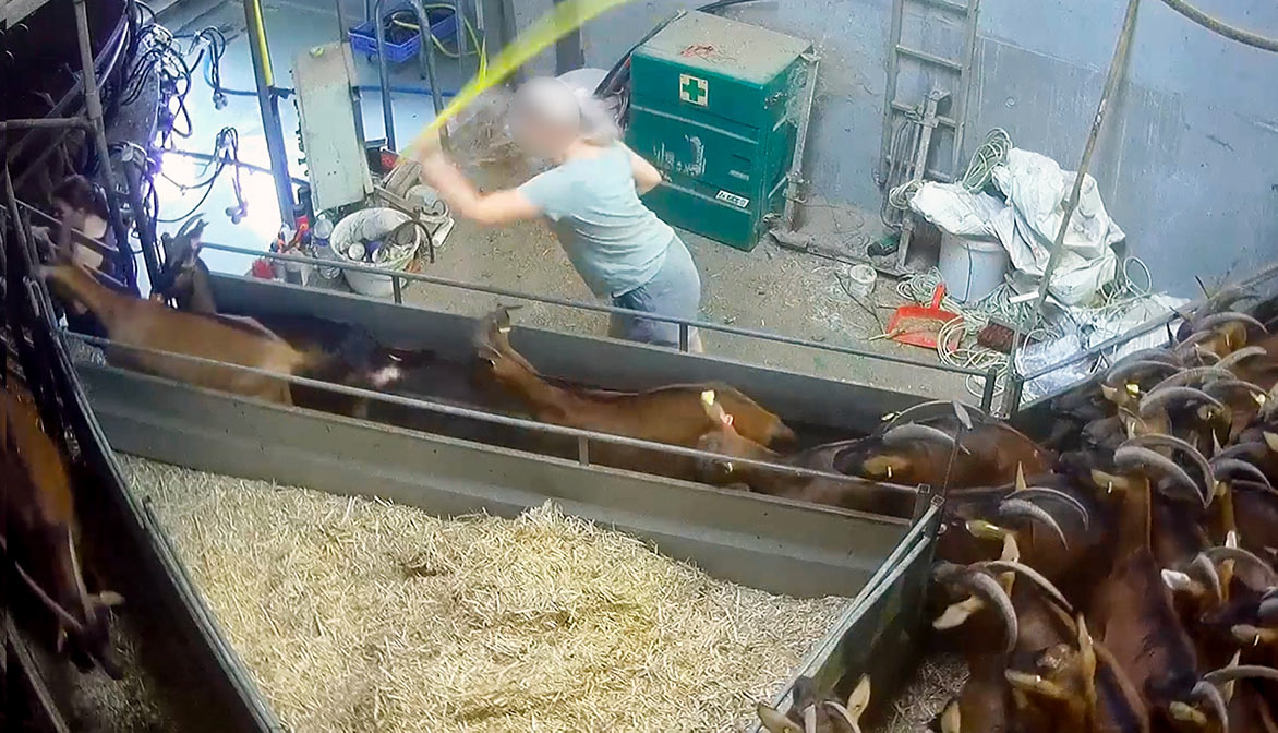 L214 dénonce un « élevage sordide » de chèvres en Saône-et-Loire Animaux passion chevenet chevres elevage intensif coups 02 L214 dénonce un « élevage sordide » de chèvres en Saône-et-Loire