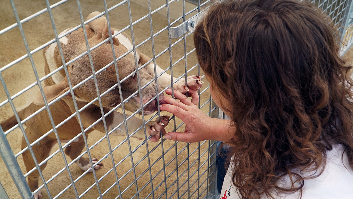 1,3 million d’euros pour soutenir les refuges qui recueillent les