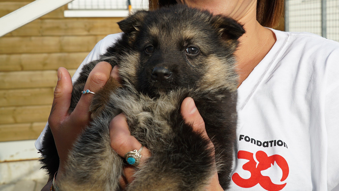 Chiens à Adopter 30 Millions D Amis