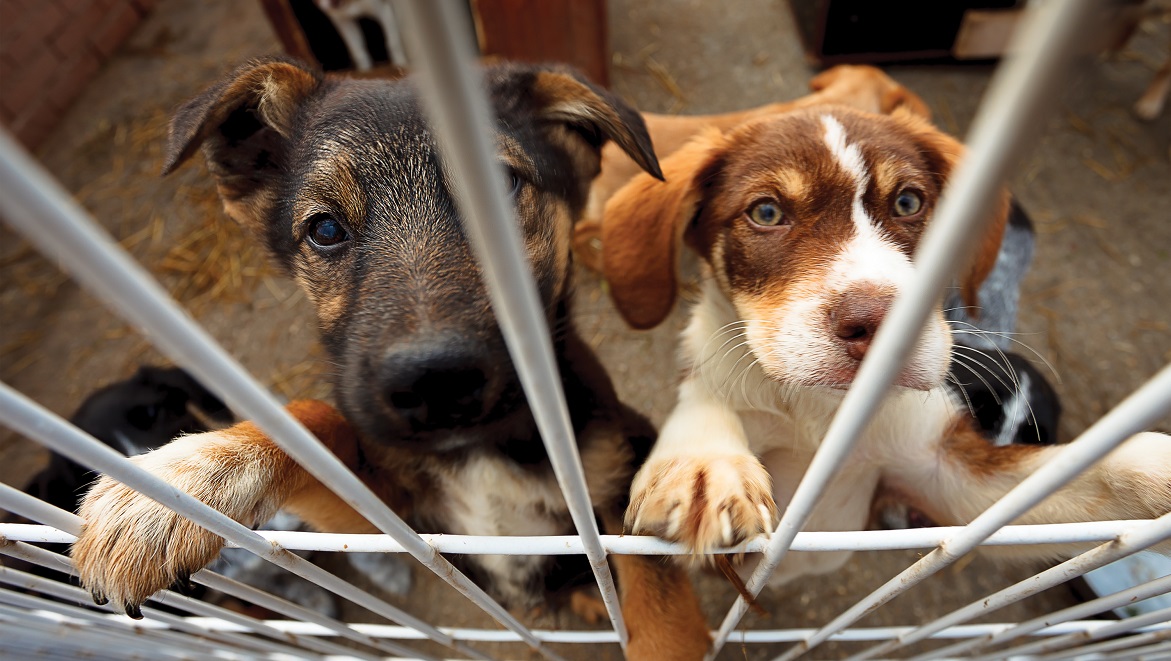 Élevages-usines » de chiens : ces témoignages qui dénoncent l 