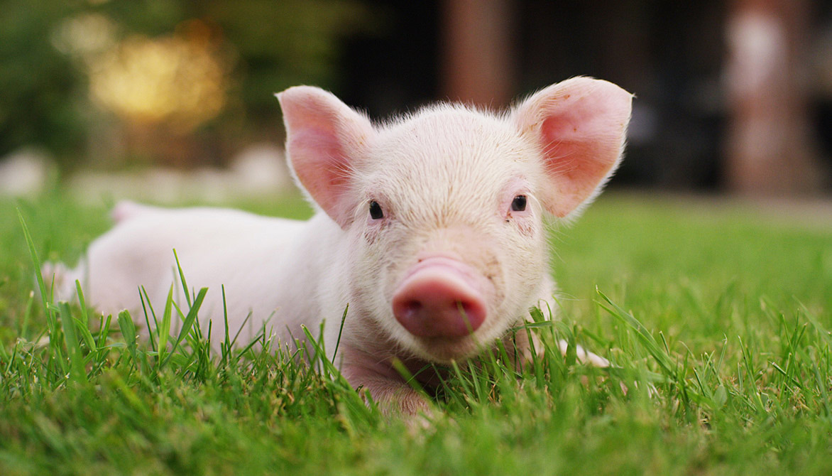 Les animaux, des êtres sensibles et intelligents ! - Fondation 30 ...