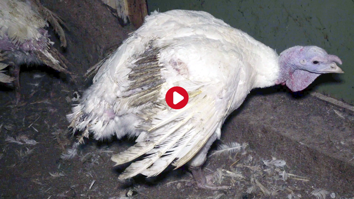 Derriere La Dinde De Noel Quelle Triste Realite Fondation 30 Millions D Amis