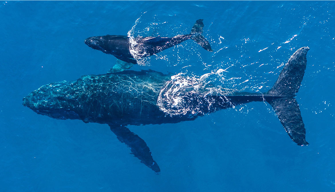 Les drones volent au secours des animaux Animaux passion drone 02 Les drones volent au secours des animaux