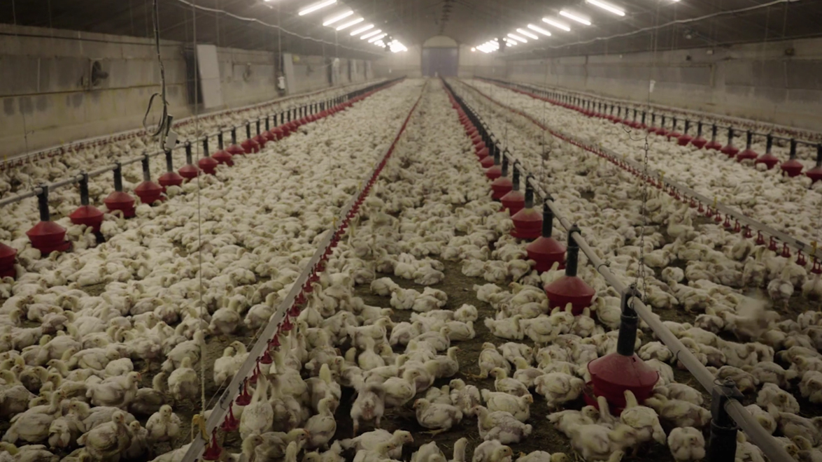Élevage intensif : des volailles projetées par un « canon à poulets ...