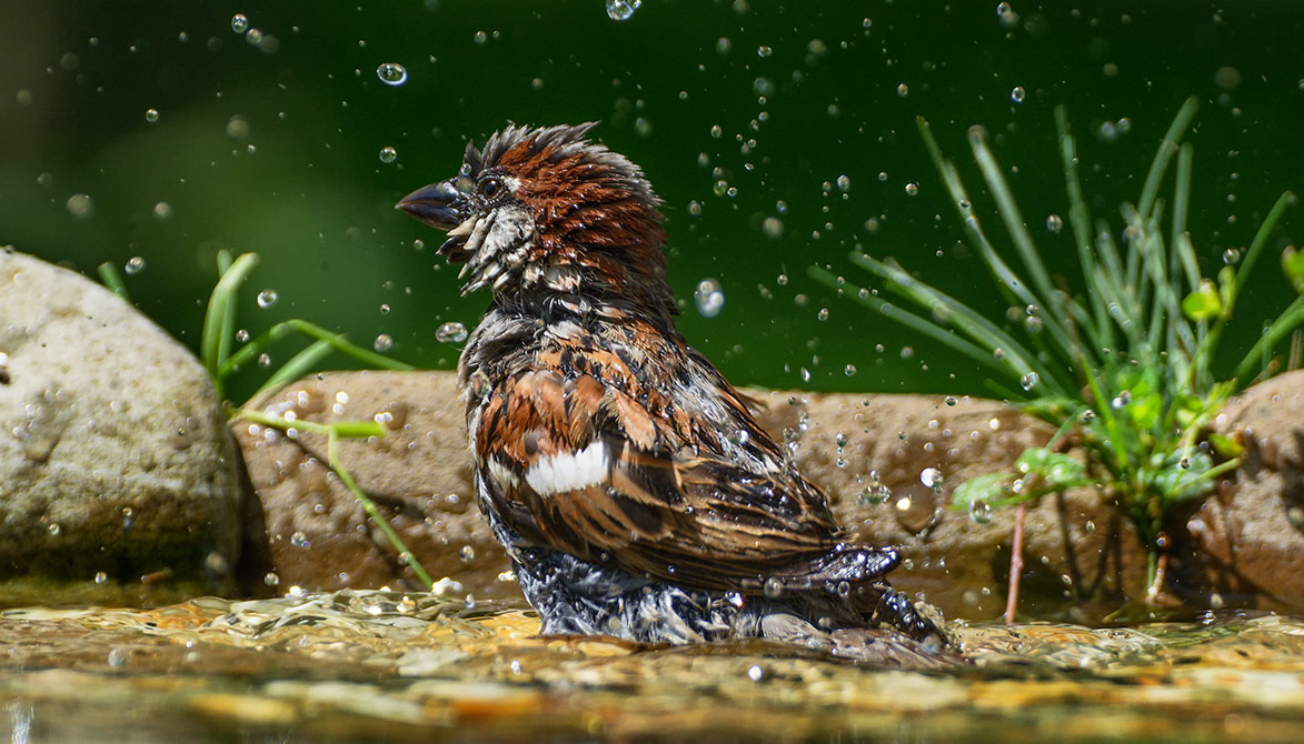 Canicule : elle touche aussi les animaux sauvages - Fondation 30 Millions d'Amis
