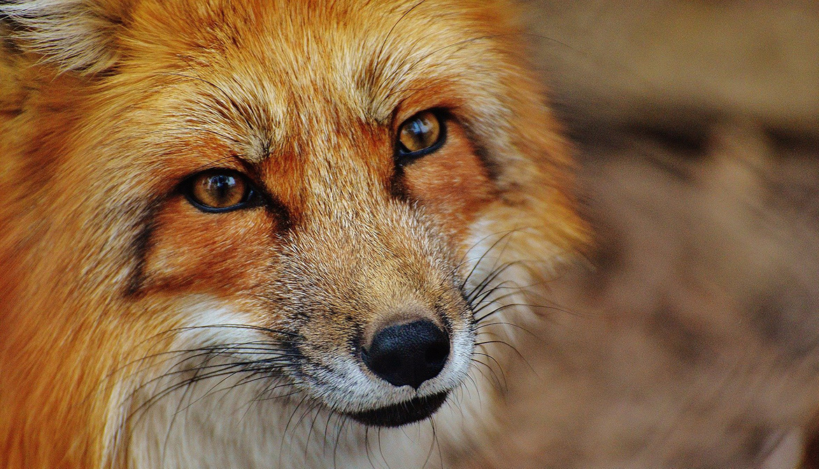 L'abattage de renards à nouveau épinglé par la justice Animaux passion goupil 02 L'abattage de renards à nouveau épinglé par la justice