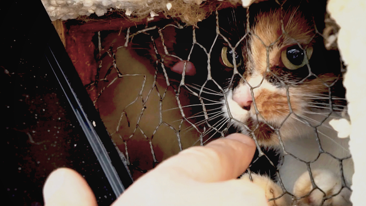 Video Du Triple Sauvetage En Haute Saone La Detresse D Animaux Enfermes Fondation 30 Millions D Amis