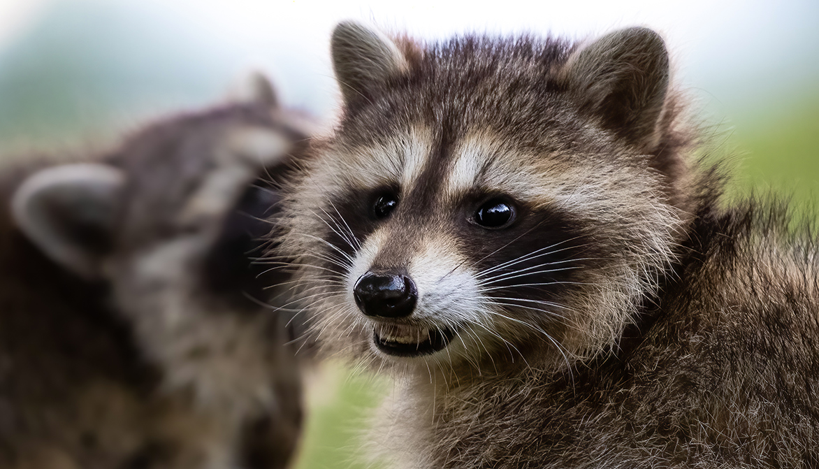 Ce que vous ne savez (peutêtre) pas sur le raton laveur ! Fondation 30 Millions d