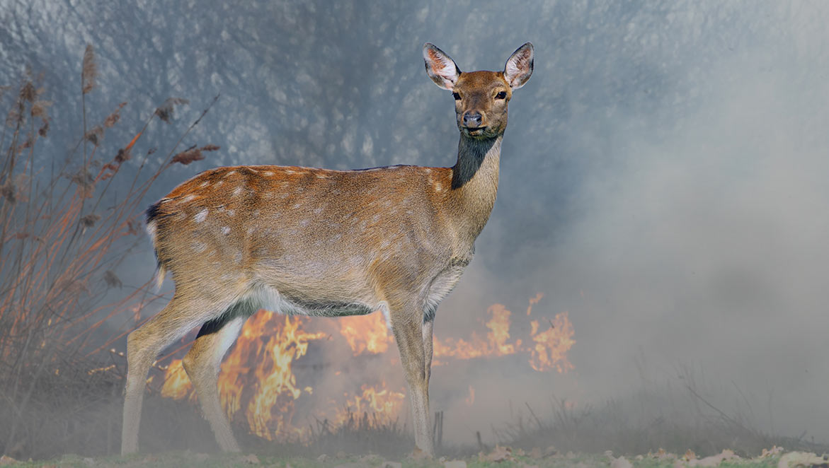 Chasse interdite dans un massif incendié des Bouches-du-Rhône… À quand les Landes et la Gironde ? Animaux passion incendies 02 Chasse interdite dans un massif incendié des Bouches-du-Rhône… À quand les Landes et la Gironde ?