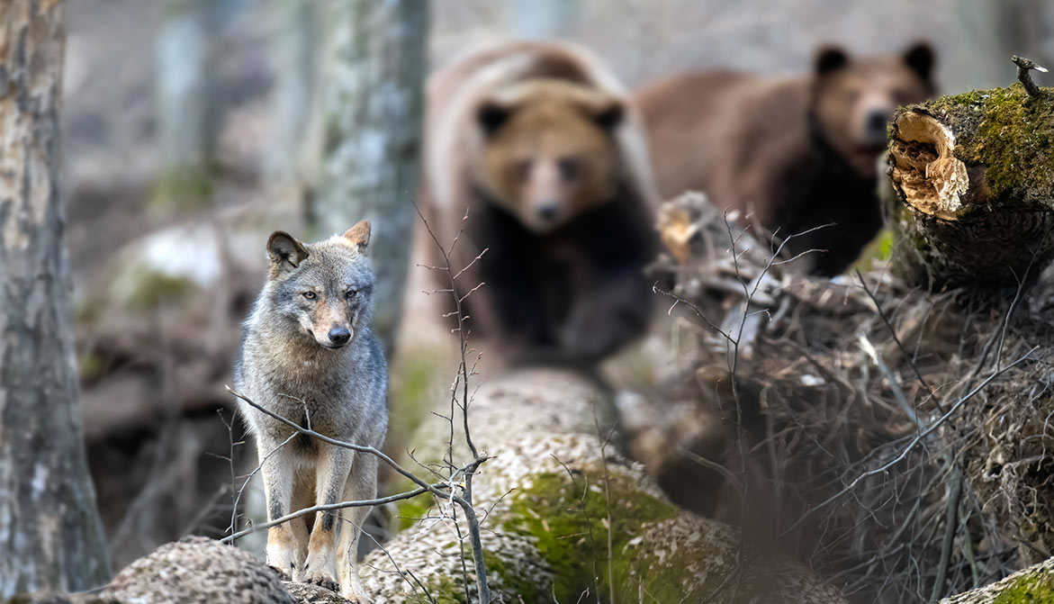 Un rapport souligne l’efficacité des efforts menés pour enrayer le déclin de la biodiversité en Europe Animaux passion loup ours 02 Un rapport souligne l’efficacité des efforts menés pour enrayer le déclin de la biodiversité en Europe
