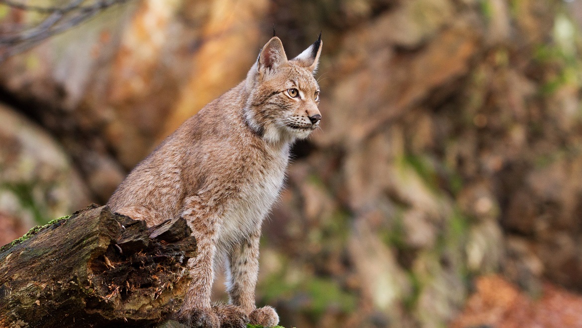 Le lynx boréal, victime du braconnage - Fondation 30 Millions d'Amis