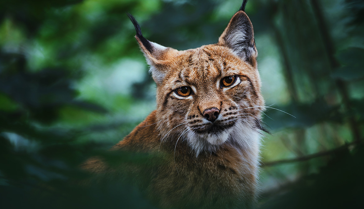 Le lynx boréal, victime du braconnage - Fondation 30 Millions d'Amis