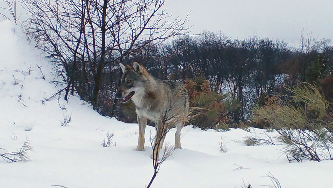 Marche Avec Les Loups Le Réalisateur Reçoit Des Menaces