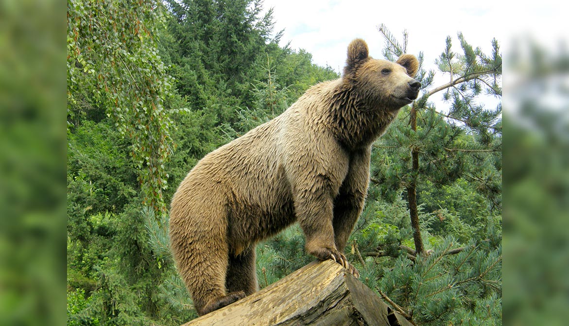 La justice rejette – encore – l’effarouchement des ours dans les Pyrénées Animaux passion ours pyrenees 02 La justice rejette – encore – l’effarouchement des ours dans les Pyrénées