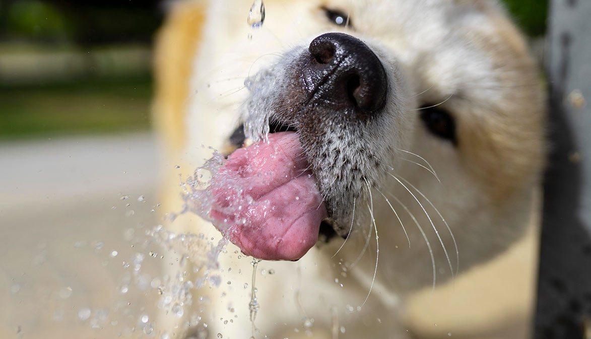 Chaleur : 10 astuces pour rafraîchir votre animal - Fondation 30 Millions d'Amis