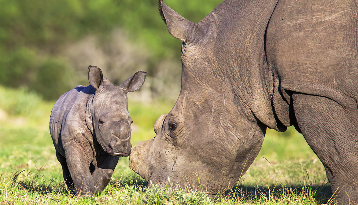 Rare naissance d'un rhinocéros de Sumatra dans une réserve indonésienne
