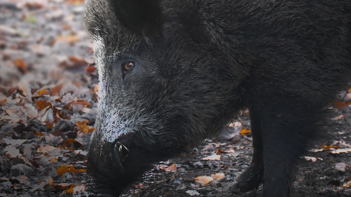 Chasse&nbsp;: deux sites ill&eacute;gaux de nourrissage de sangliers identifi&eacute;s dans le Gard - Fondation 30 Millions d'Amis
