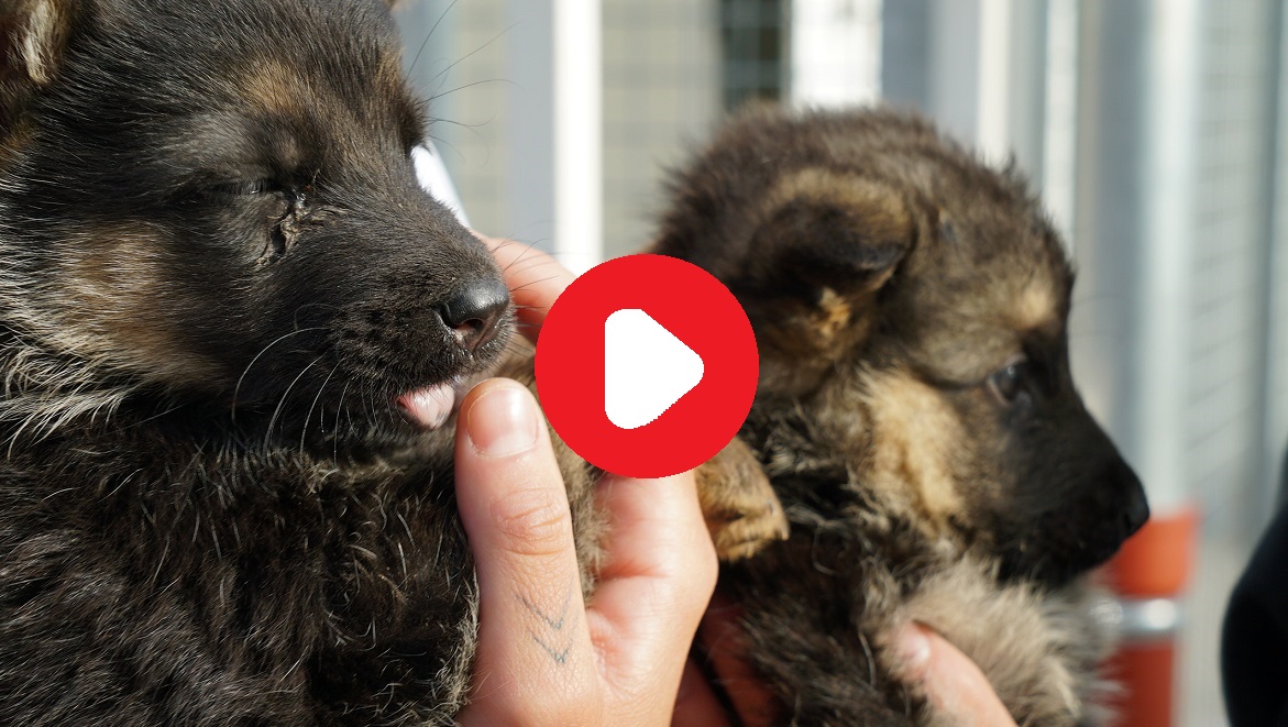 37 Chiens Et Chiots Sauvés Dans Un élevage Fondation 30