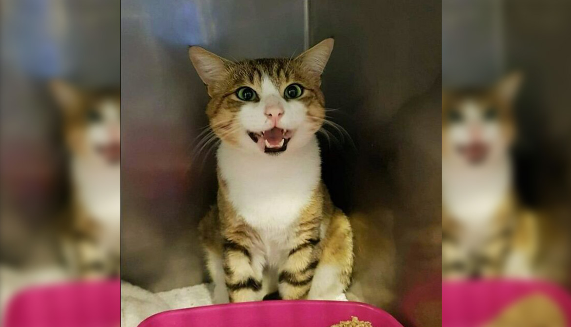 Violenté par des enfants, le chat Stanley va mieux ! Animaux passion stanley 02 Violenté par des enfants, le chat Stanley va mieux !