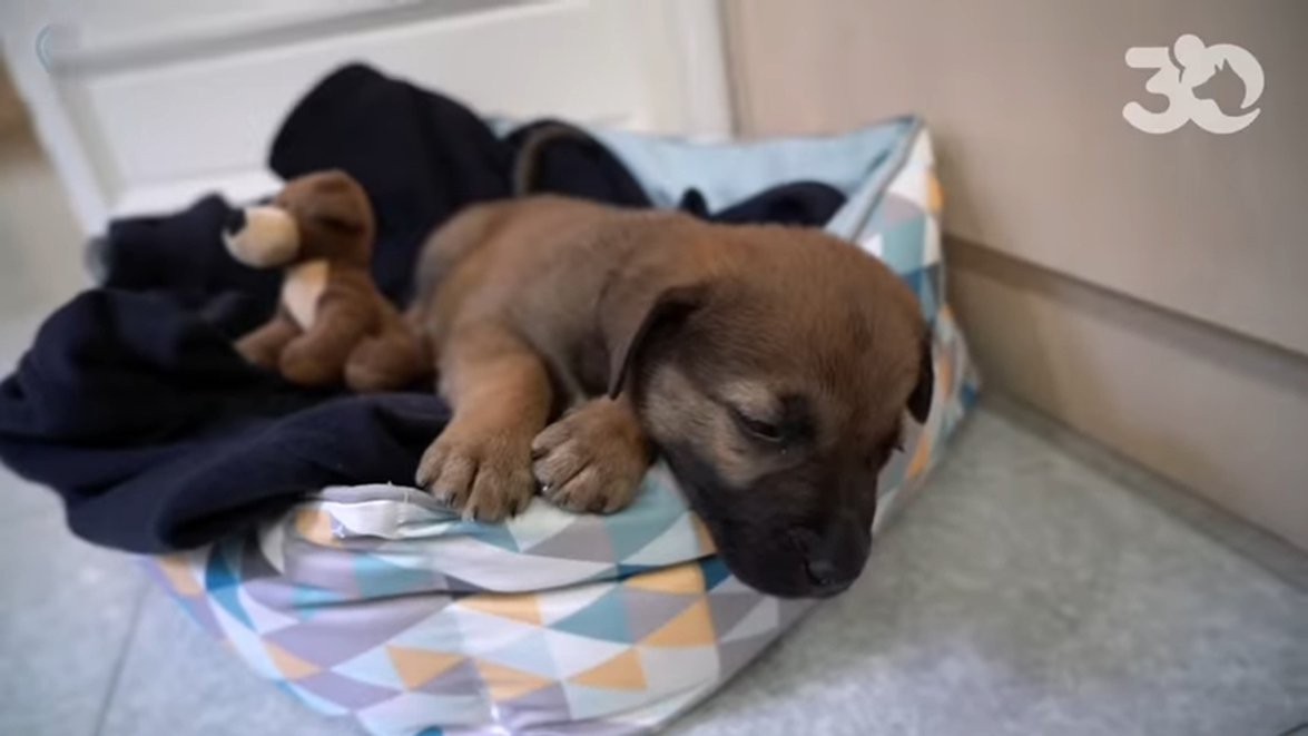 Une adoption inattendue ! Fondation 30 Millions d'Amis