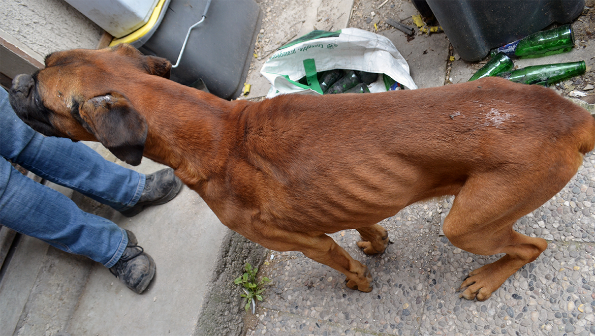 Abandonné et affamé, un chien a été sauvé de justesse - Fondation 30 ...