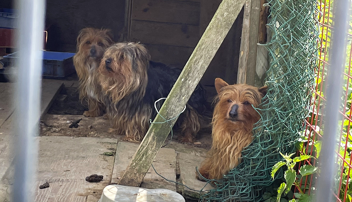 3 York et 4 chats sortis d’un taudis ! Animaux passion york lead 02 3 York et 4 chats sortis d’un taudis !